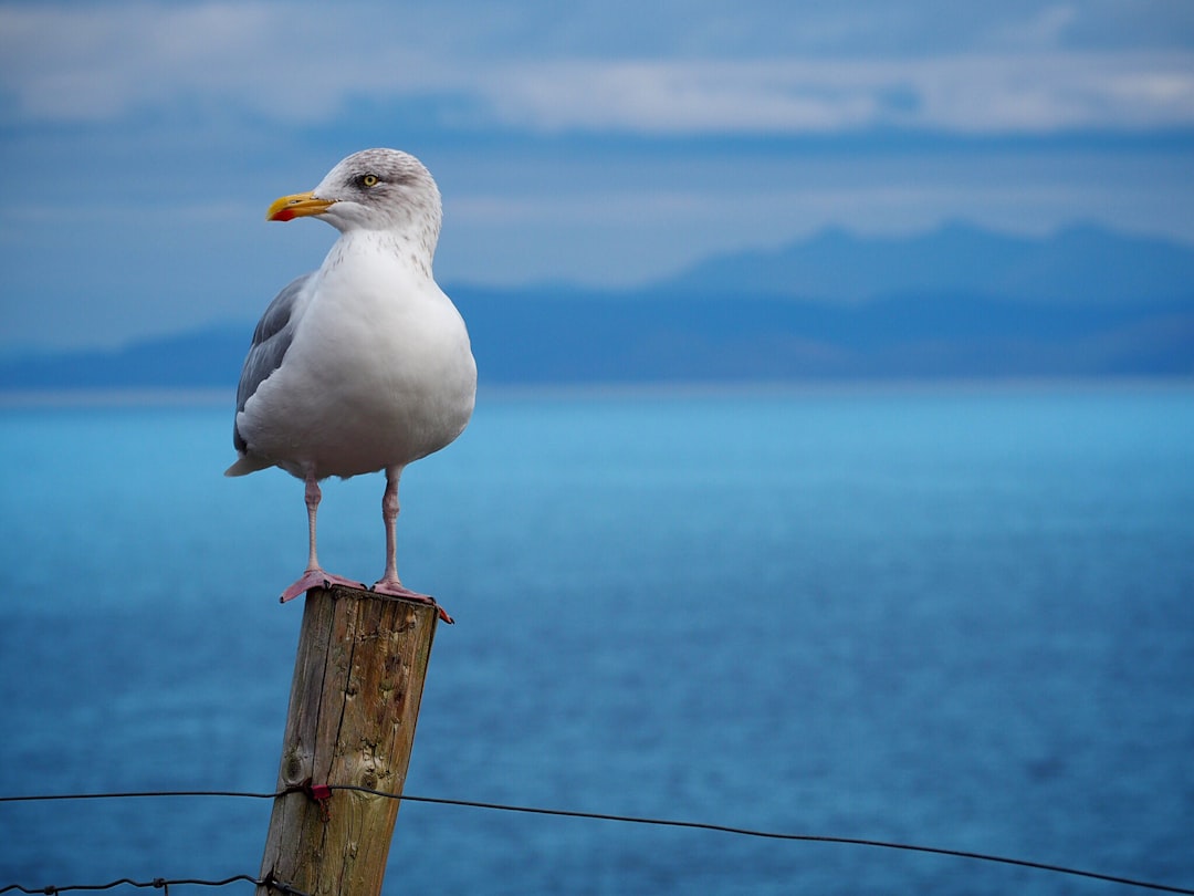 Avis francophone sur Seagull et S6 pour débutant et intermédiaire